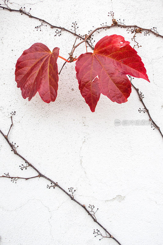 五彩缤纷的常春藤Hedera植物(Parthenocissus Tricuspidata)在秋天的房子正面